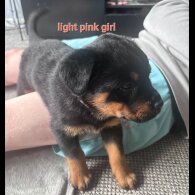 Rottweiler - Both