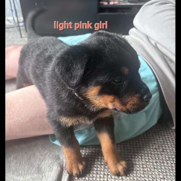 Rottweiler - Both