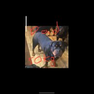 Rottweiler - Both