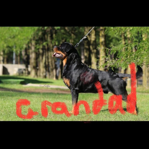 Rottweiler - Both