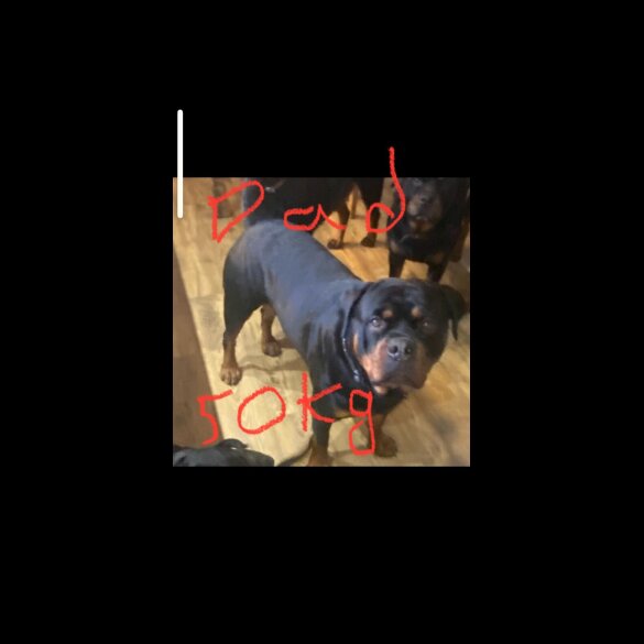 Rottweiler - Both