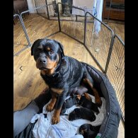 Rottweiler - Both