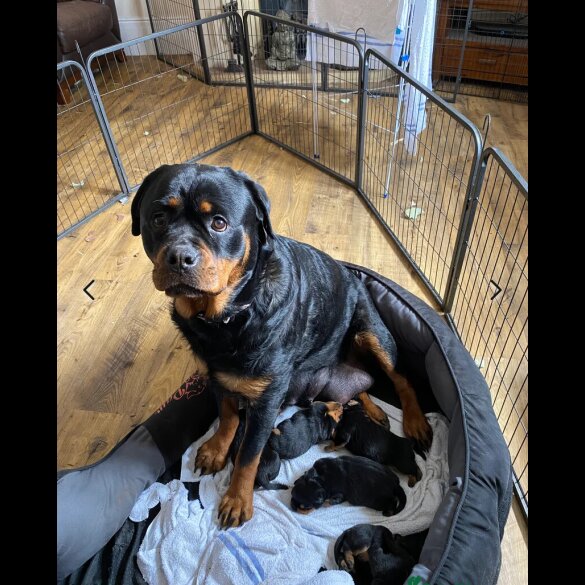 Rottweiler - Both