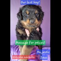 Rottweiler - Both
