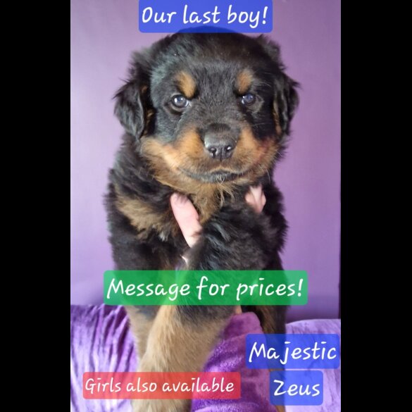 Rottweiler - Both