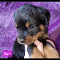 Rottweiler - Both