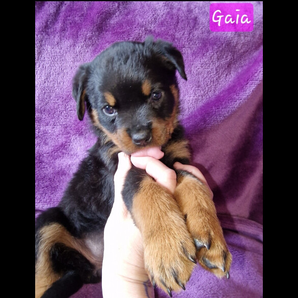 Rottweiler - Both
