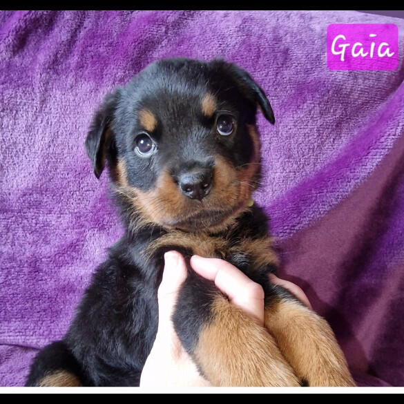 Rottweiler - Both