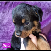 Rottweiler - Both