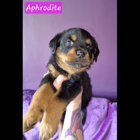 Rottweiler - Both