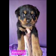 Rottweiler - Both