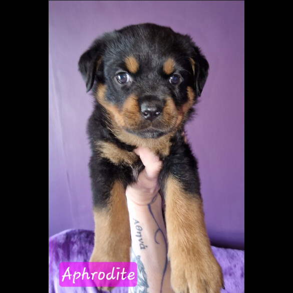 Rottweiler - Both