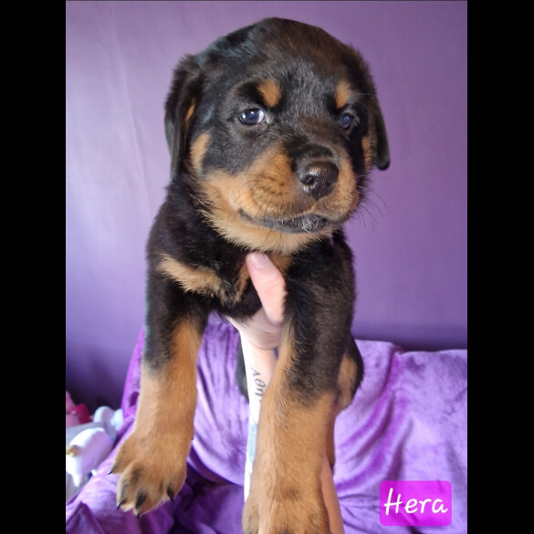 Rottweiler - Both