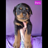 Rottweiler - Both