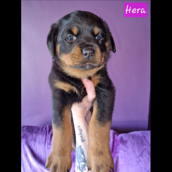 Rottweiler - Both
