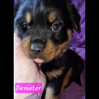 Rottweiler - Both