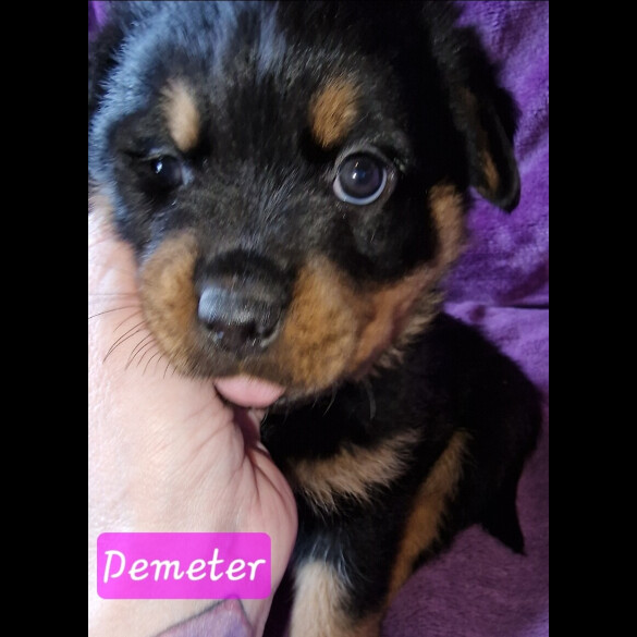 Rottweiler - Both