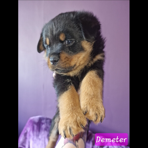 Rottweiler - Both