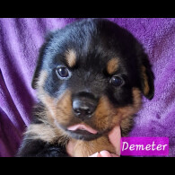 Rottweiler - Both