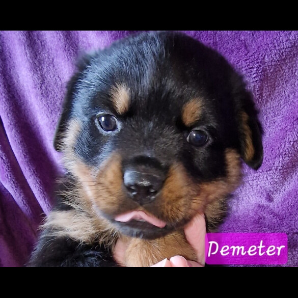 Rottweiler - Both