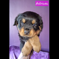 Rottweiler - Both