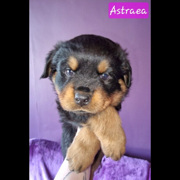Rottweiler - Both