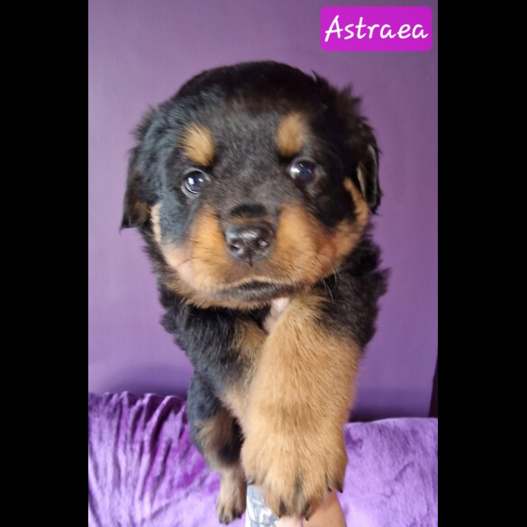 Rottweiler - Both