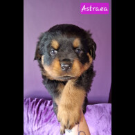 Rottweiler - Both