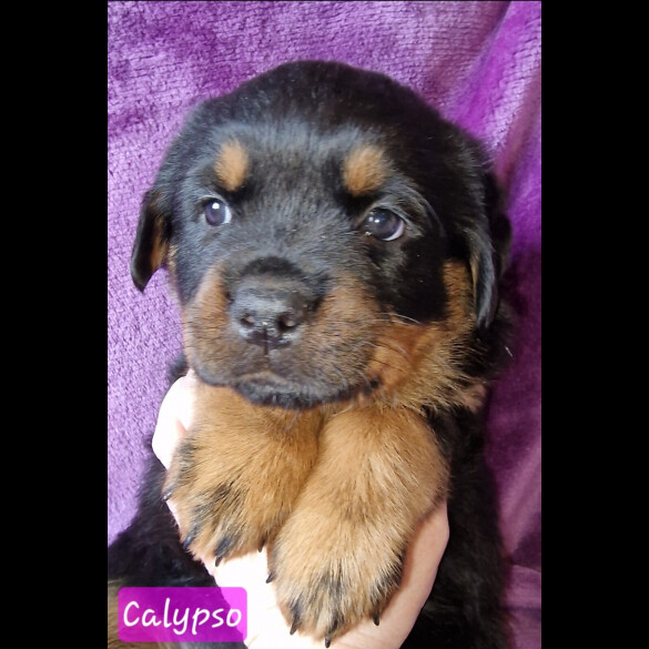 Rottweiler - Both