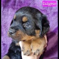 Rottweiler - Both