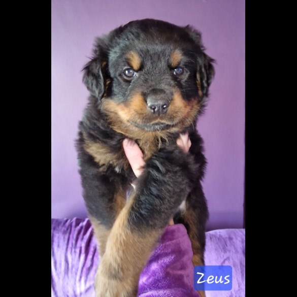 Rottweiler - Both