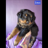 Rottweiler - Both