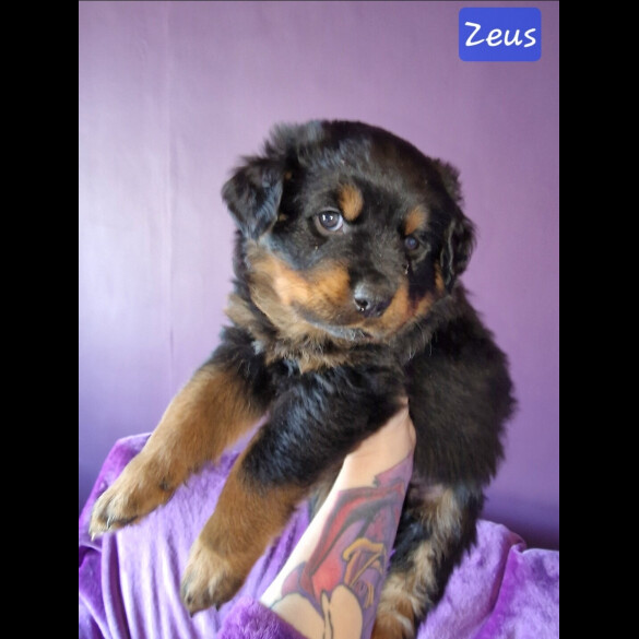 Rottweiler - Both