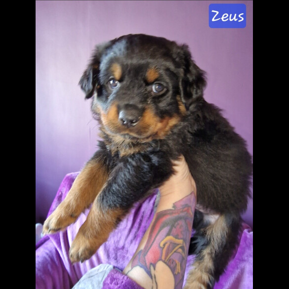 Rottweiler - Both