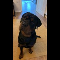 Rottweiler