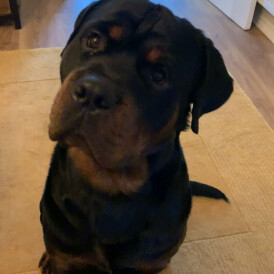 Rottweiler