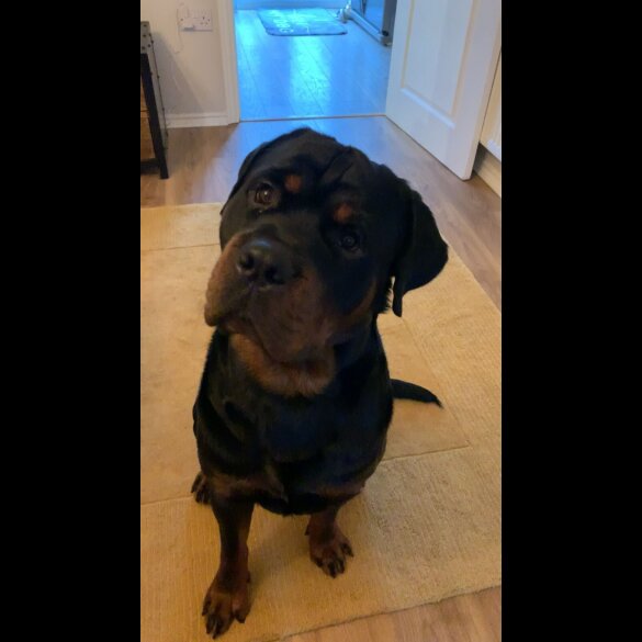 Rottweiler
