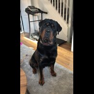 Rottweiler