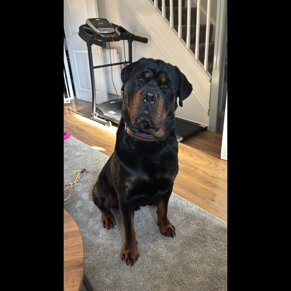 Rottweiler