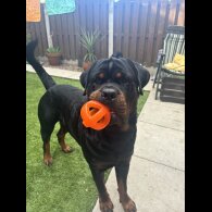 Rottweiler