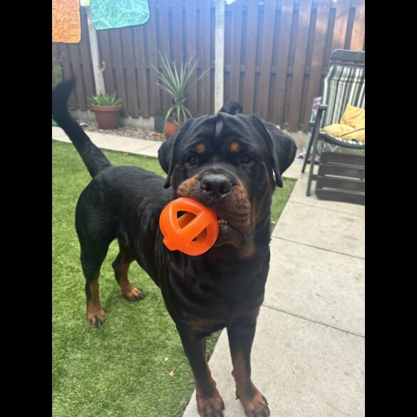 Rottweiler