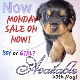Rottweiler - Both