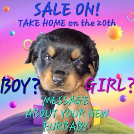 Rottweiler - Both