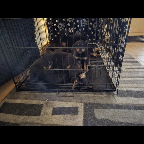 Rottweiler - Both