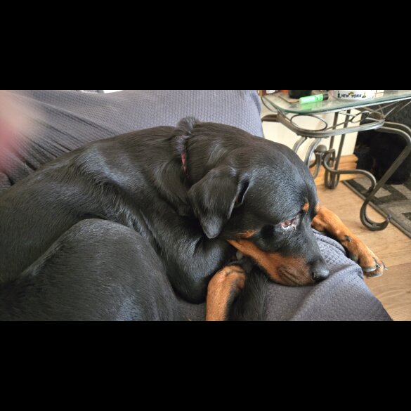 Rottweiler - Both