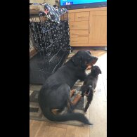 Rottweiler - Both