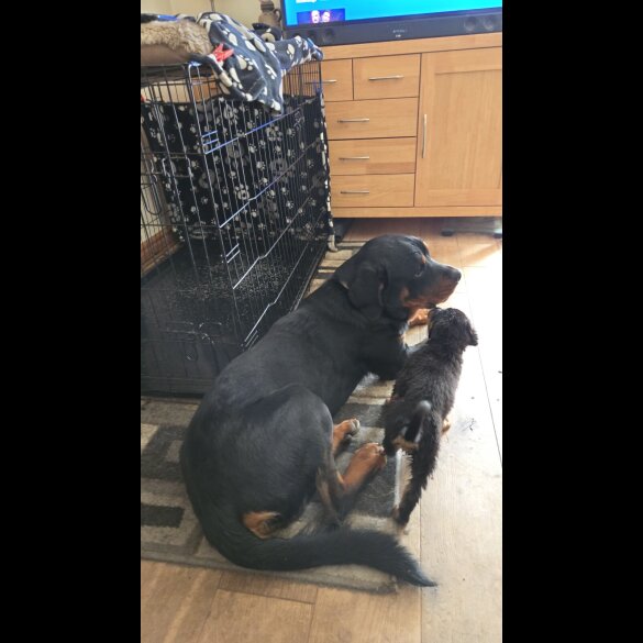 Rottweiler - Both