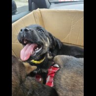 Rottweiler - Bitches
