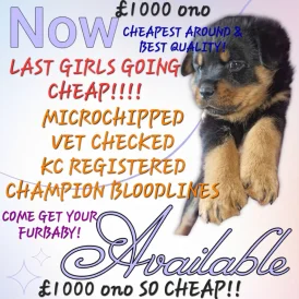 Rottweiler - Both