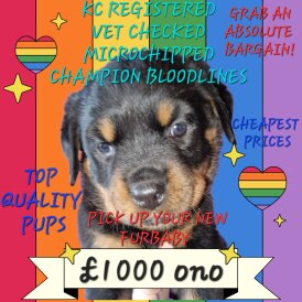 Rottweiler - Both